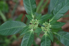 Euphorbia heterophylla